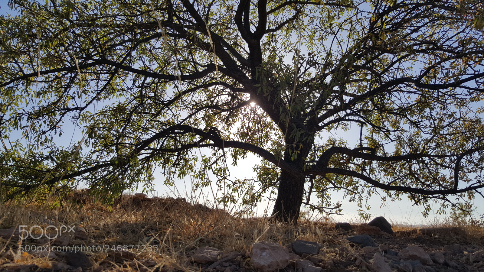 Samsung Galaxy S6 sample photo. Tree photography
