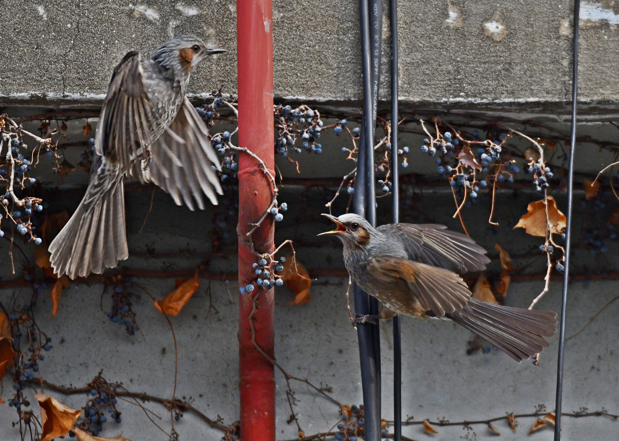 Nikon D850 sample photo. Brown eared bulbul직박수리 photography