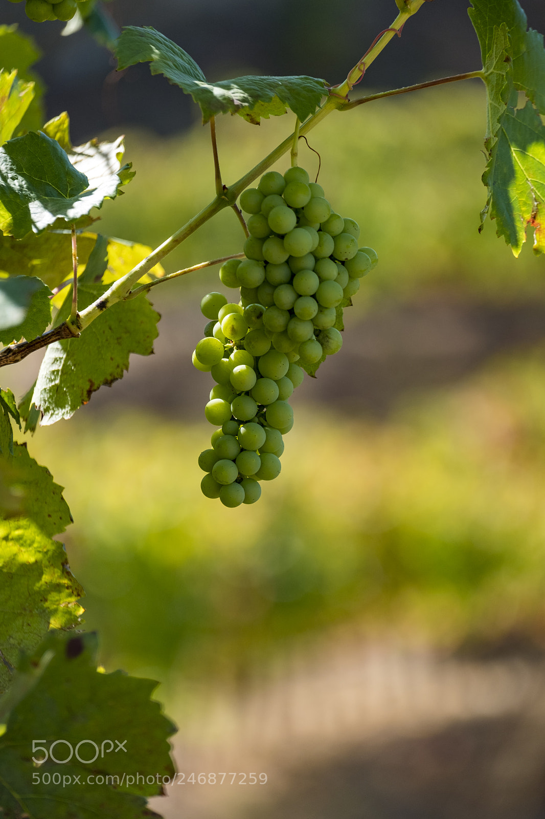 Fujifilm X-T2 sample photo. Vineyards and the douro photography