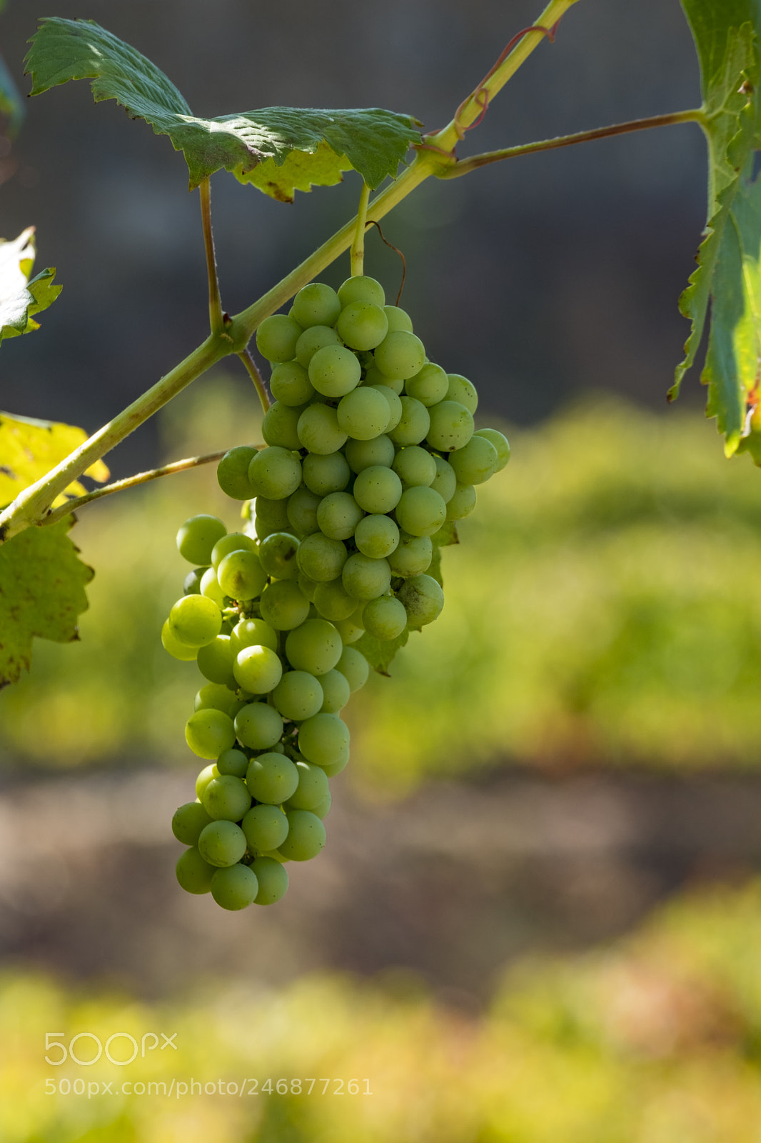 Fujifilm X-T2 sample photo. Vineyards and the douro photography