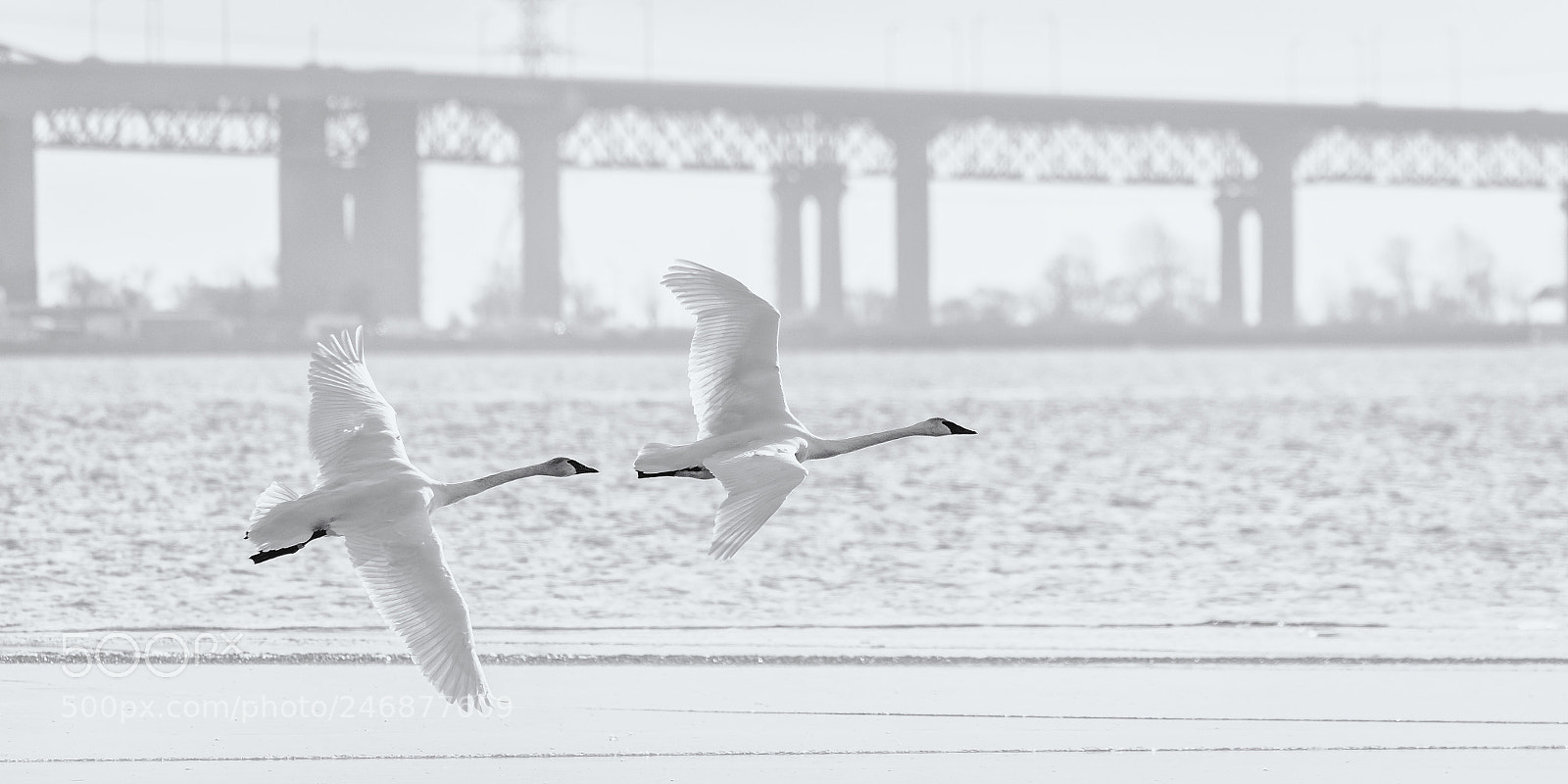 Nikon D810 sample photo. Angels taking flight photography