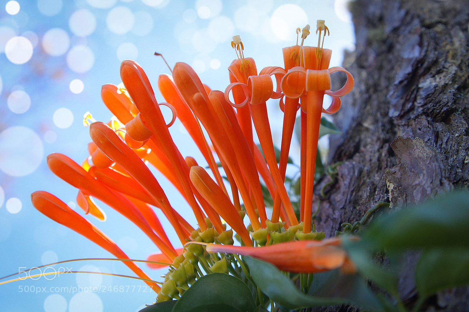 Sony SLT-A57 sample photo. Flowers of the woods photography