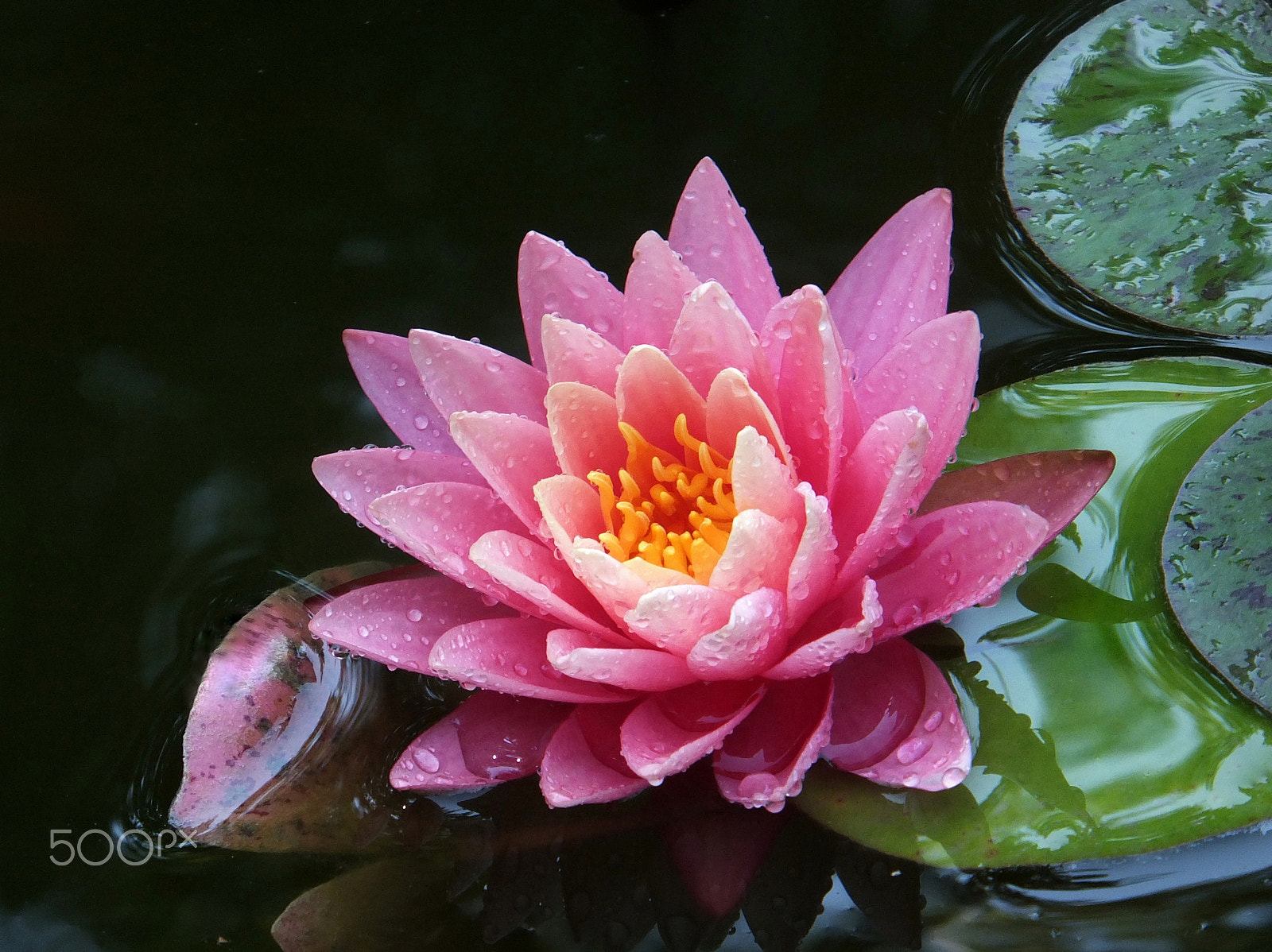 Fujifilm FinePix F750EXR sample photo. Water lily 'perry's orange sunset' photography