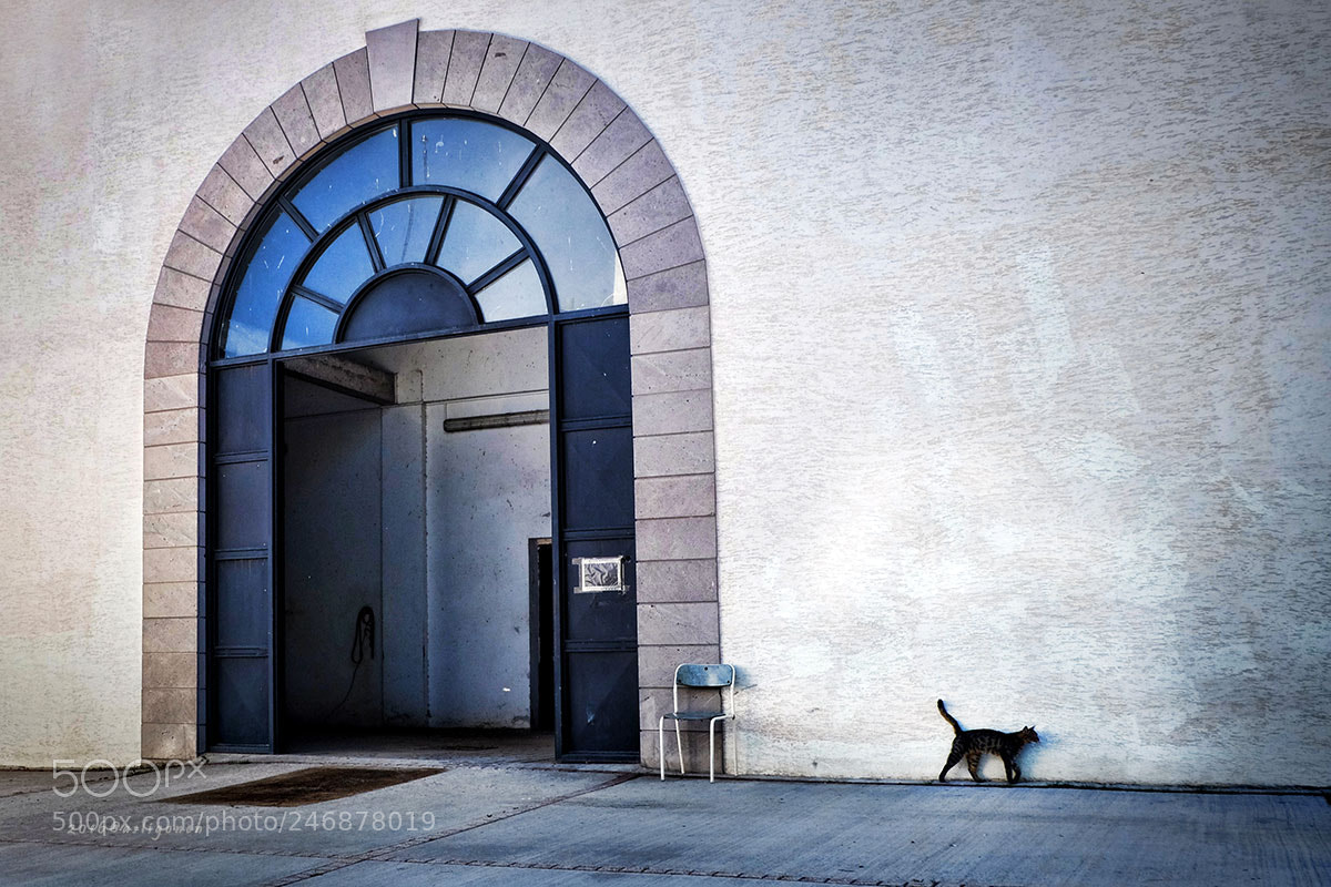Fujifilm X-M1 sample photo. Cat photography