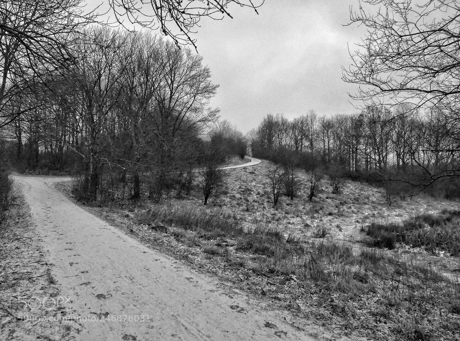 Panasonic Lumix DMC-FZ1000 sample photo. Path into the forrest photography