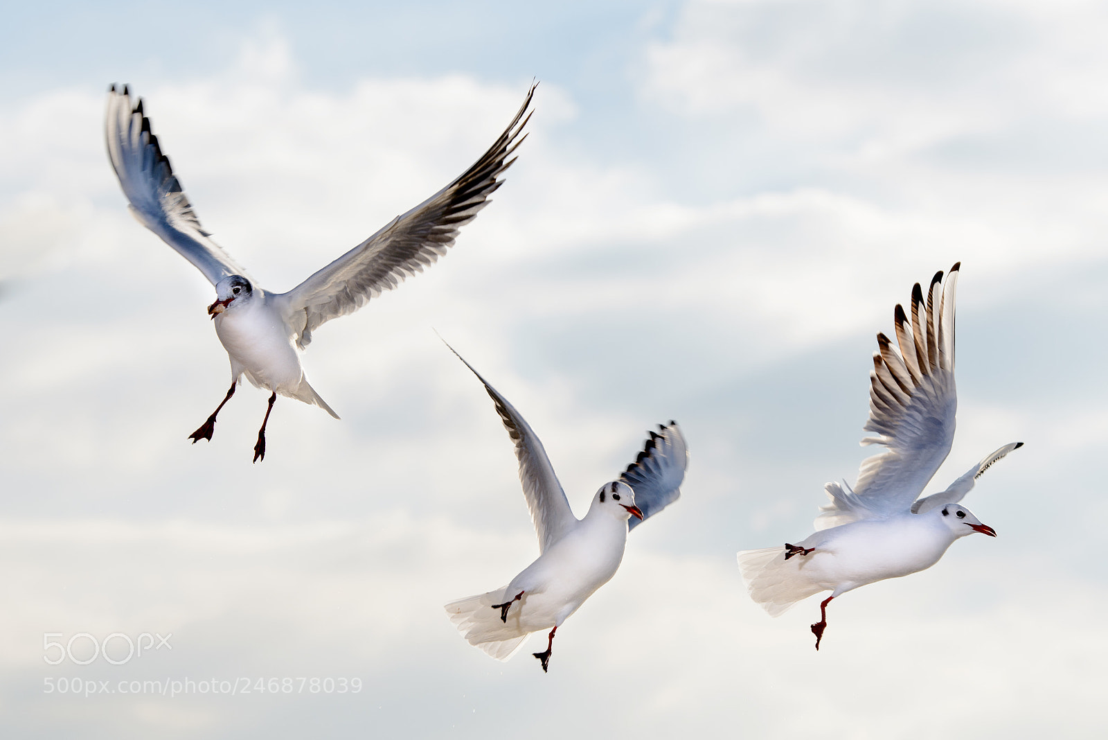 Nikon D800E sample photo. Seagulls round dance photography