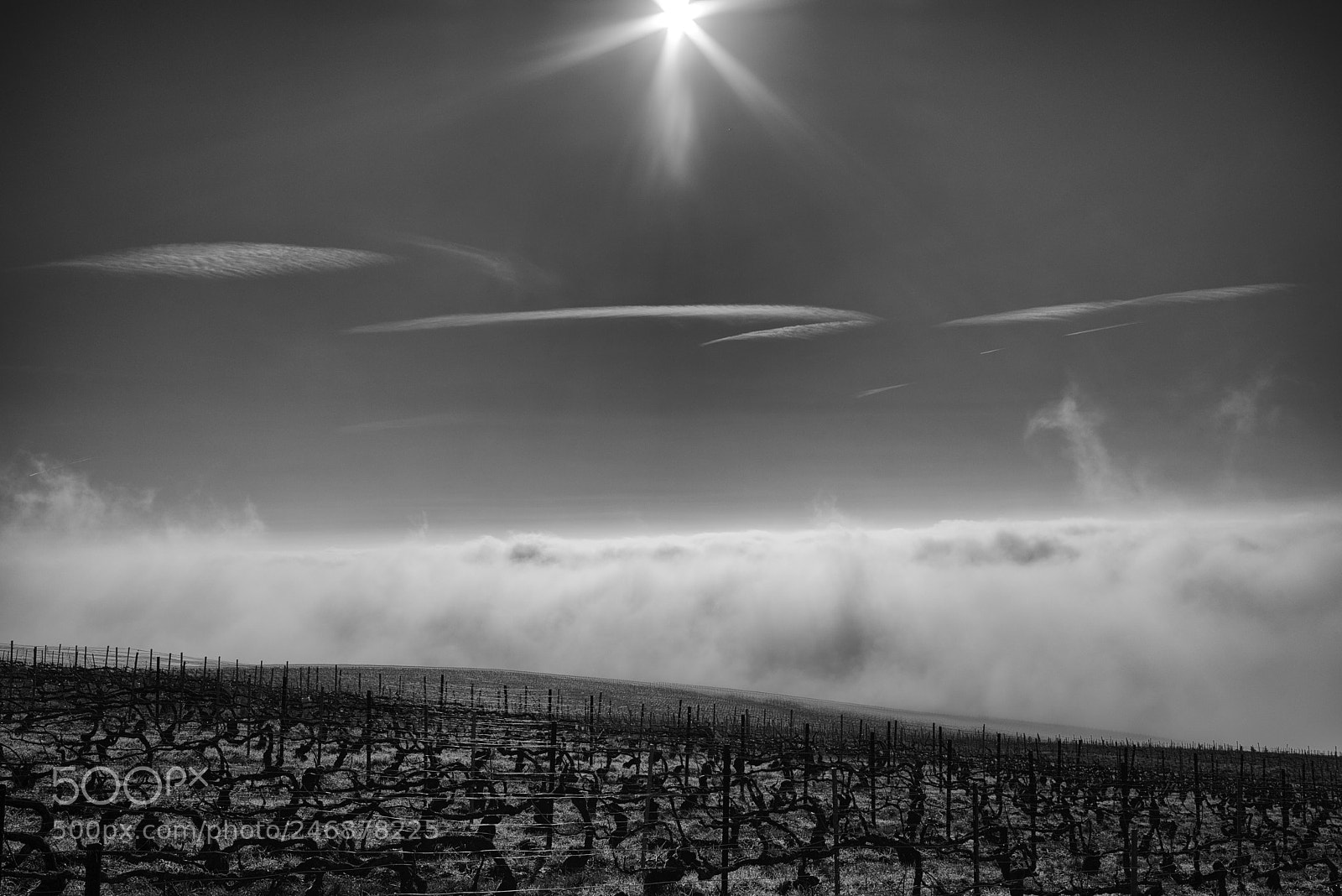 Pentax K-1 sample photo. Heaven vineyard's photography