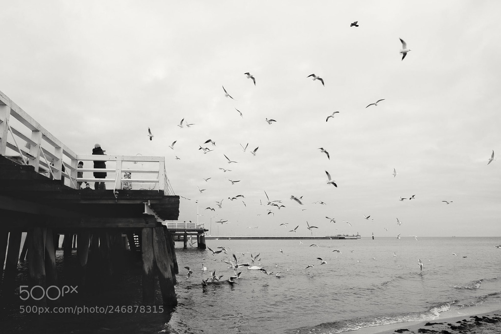 Fujifilm X-T1 sample photo. Feeding - sopot poland photography