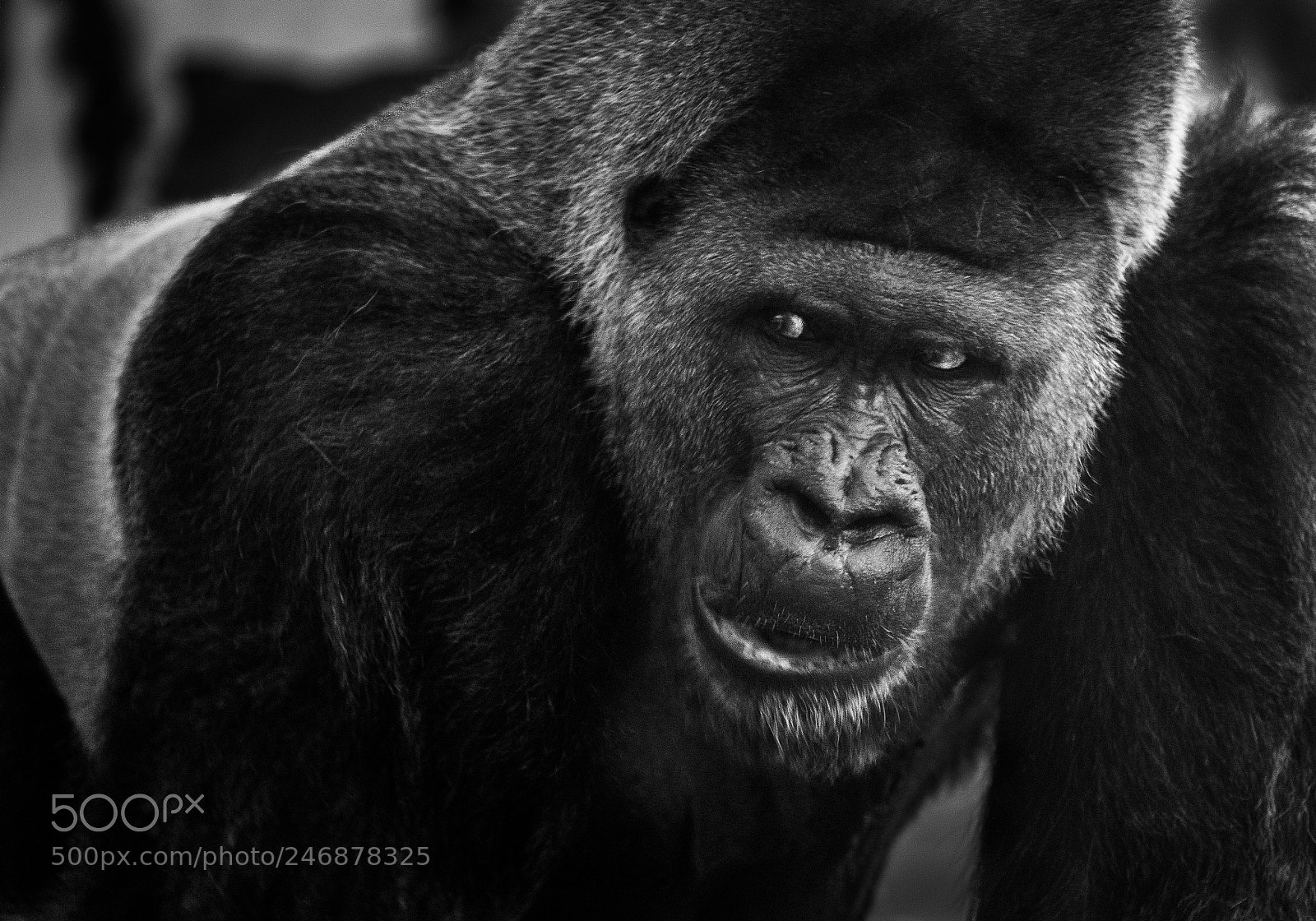 Sony a7 II sample photo. Memory photography