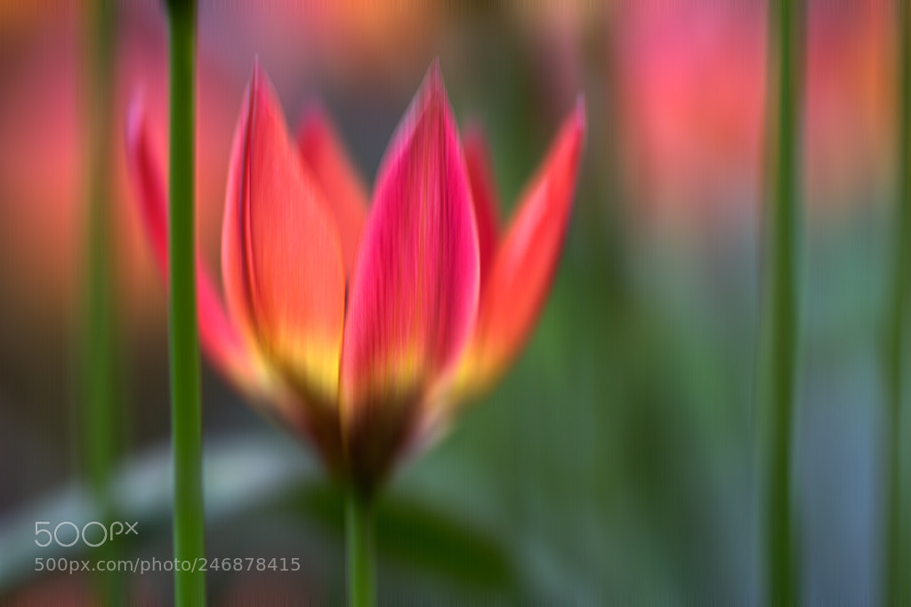 Canon EOS 600D (Rebel EOS T3i / EOS Kiss X5) sample photo. Tulip creative photography