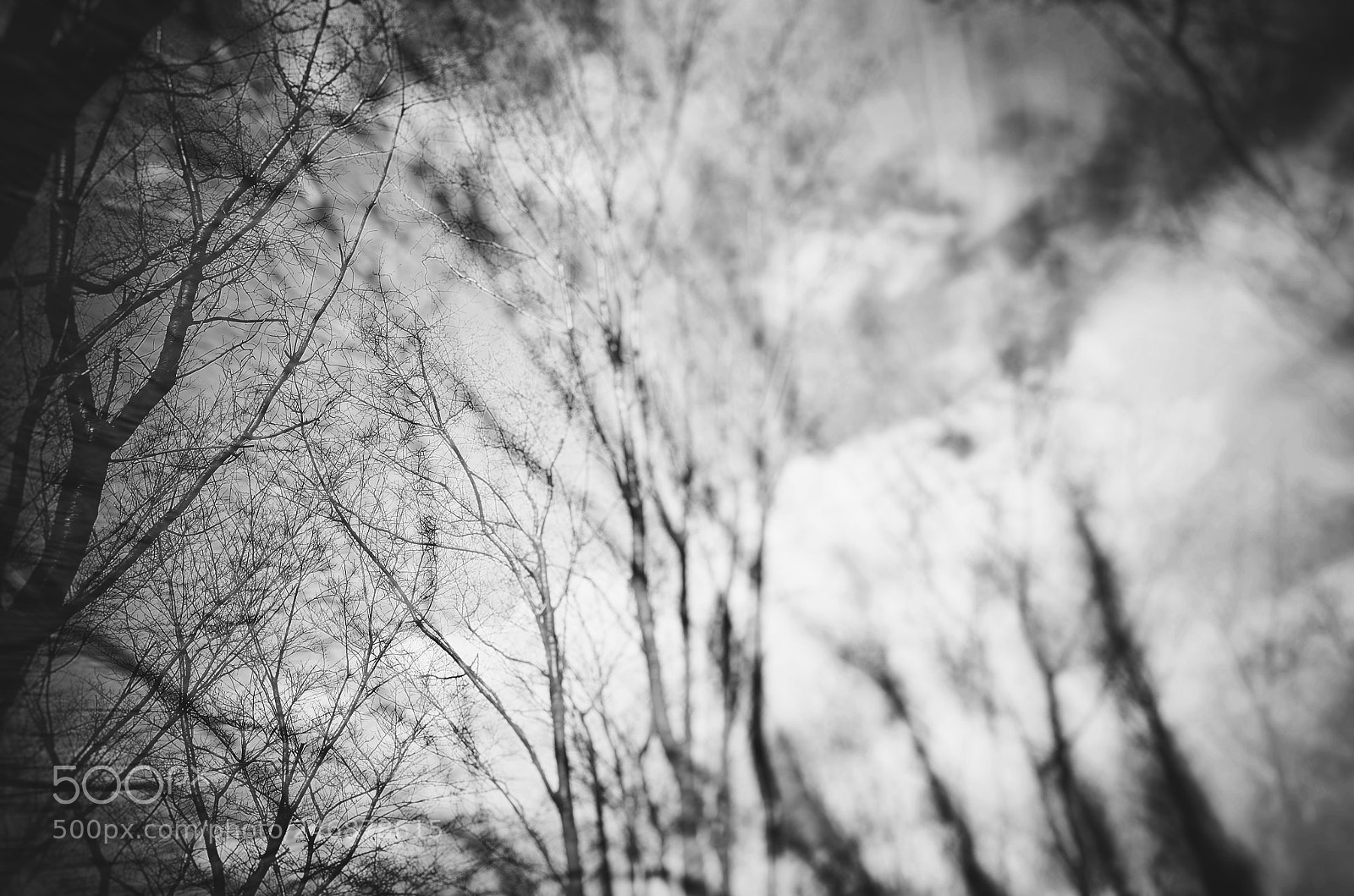 Nikon Coolpix A sample photo. Silvery forest photography