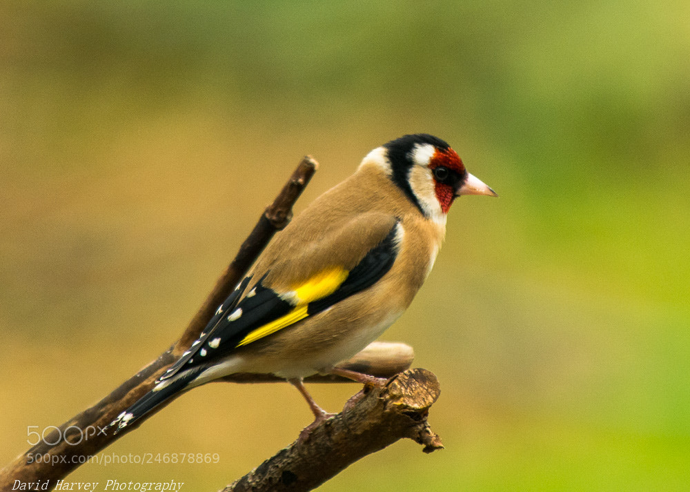 Nikon D7200 sample photo. Goldfinch photography