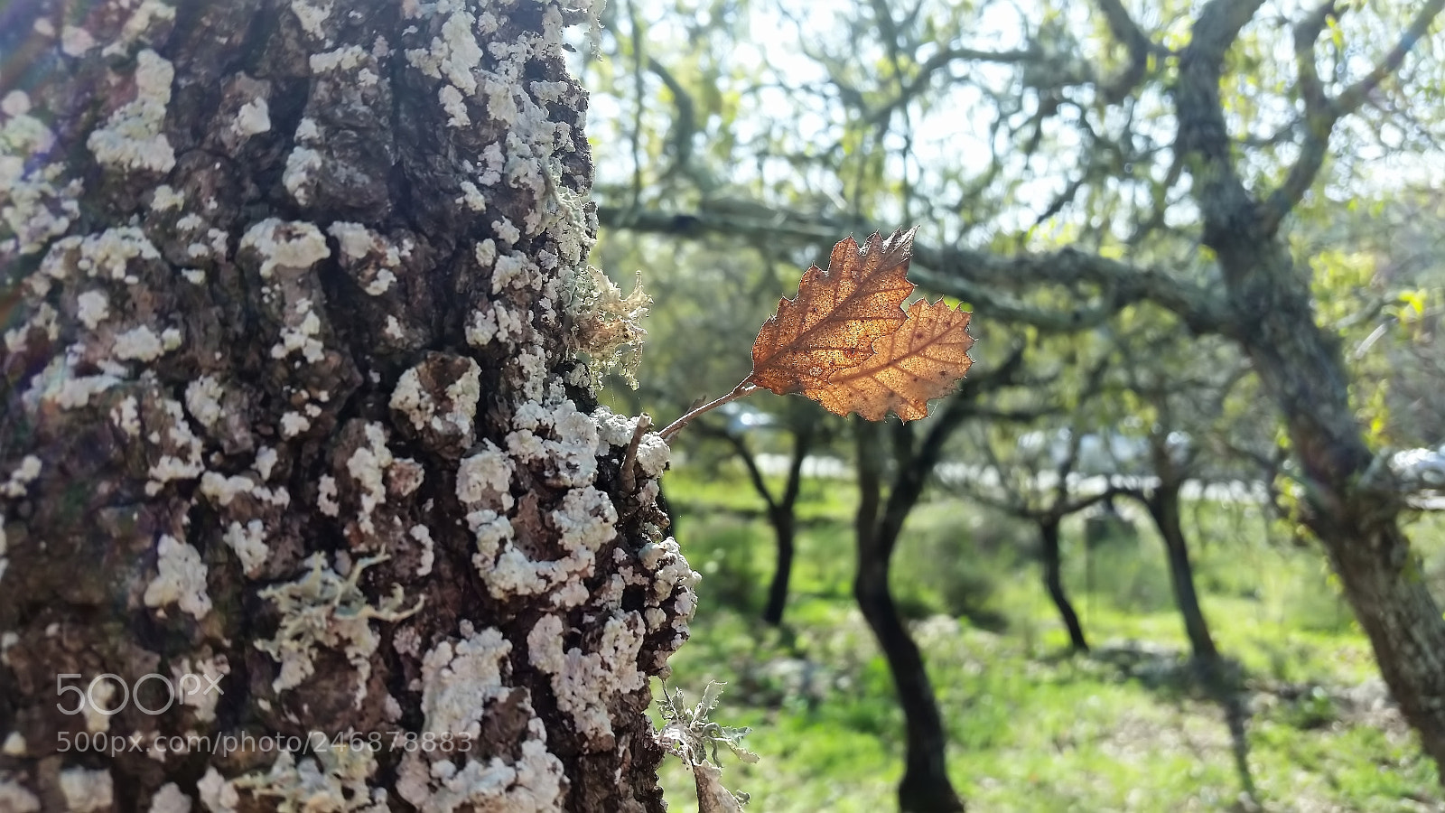 Samsung Galaxy S5 sample photo. Aloni abba photography