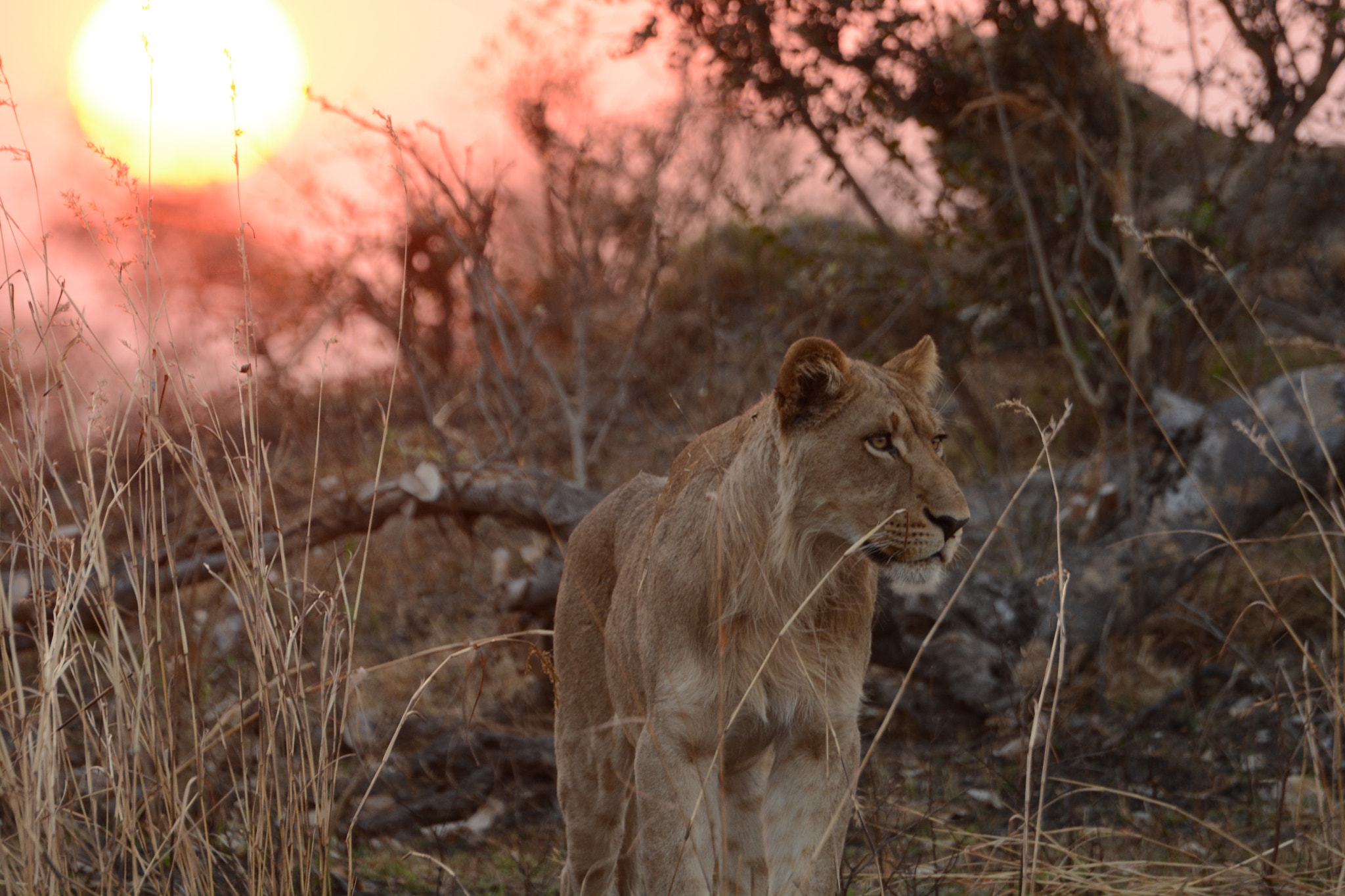 Nikon D7100 sample photo. Young male lion, bwabwata national park. photography