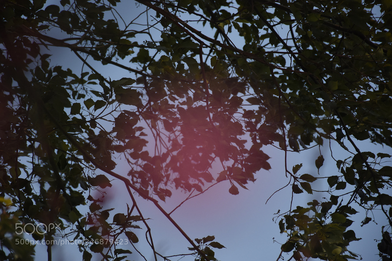 Nikon D7200 sample photo. A little red photography