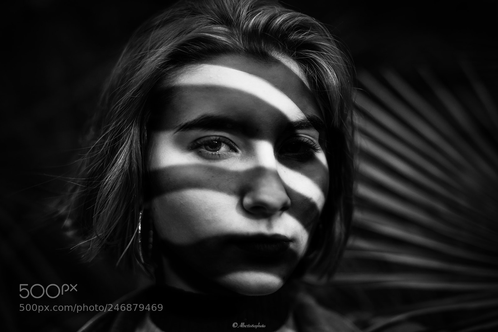 Nikon D610 sample photo. Zebra photography