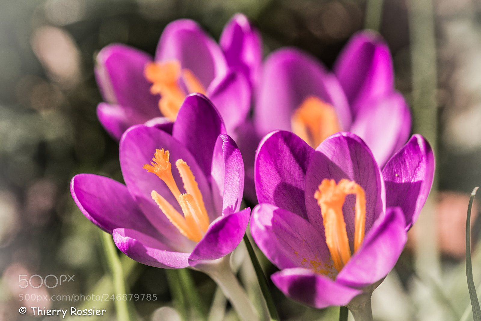 Nikon D7200 sample photo. Le retour des crocus... photography