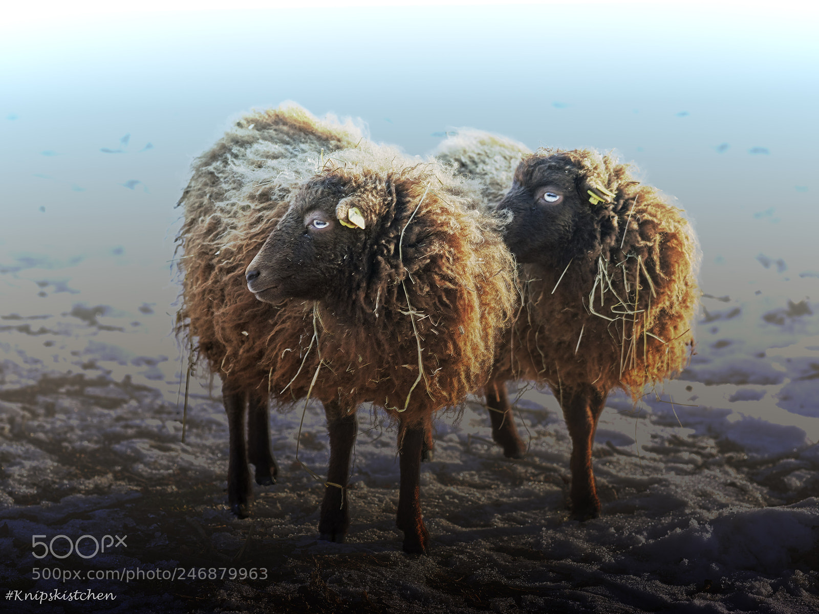 Sony a7R III sample photo. Sheepish photography