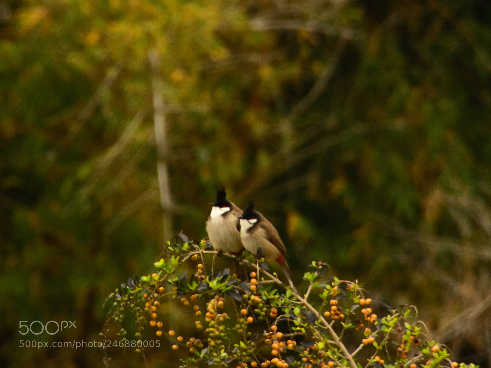 Nikon D7200 sample photo. Birds photography