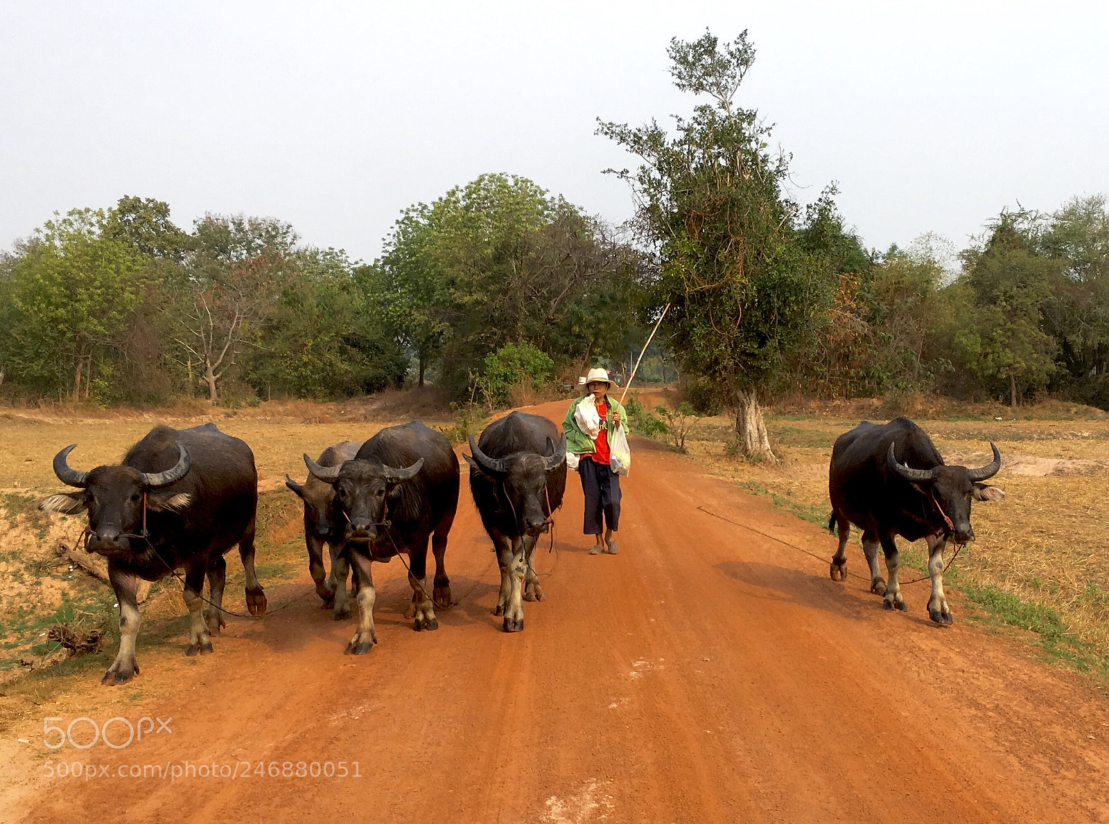 Apple iPhone SE sample photo. Water buffalo and care photography