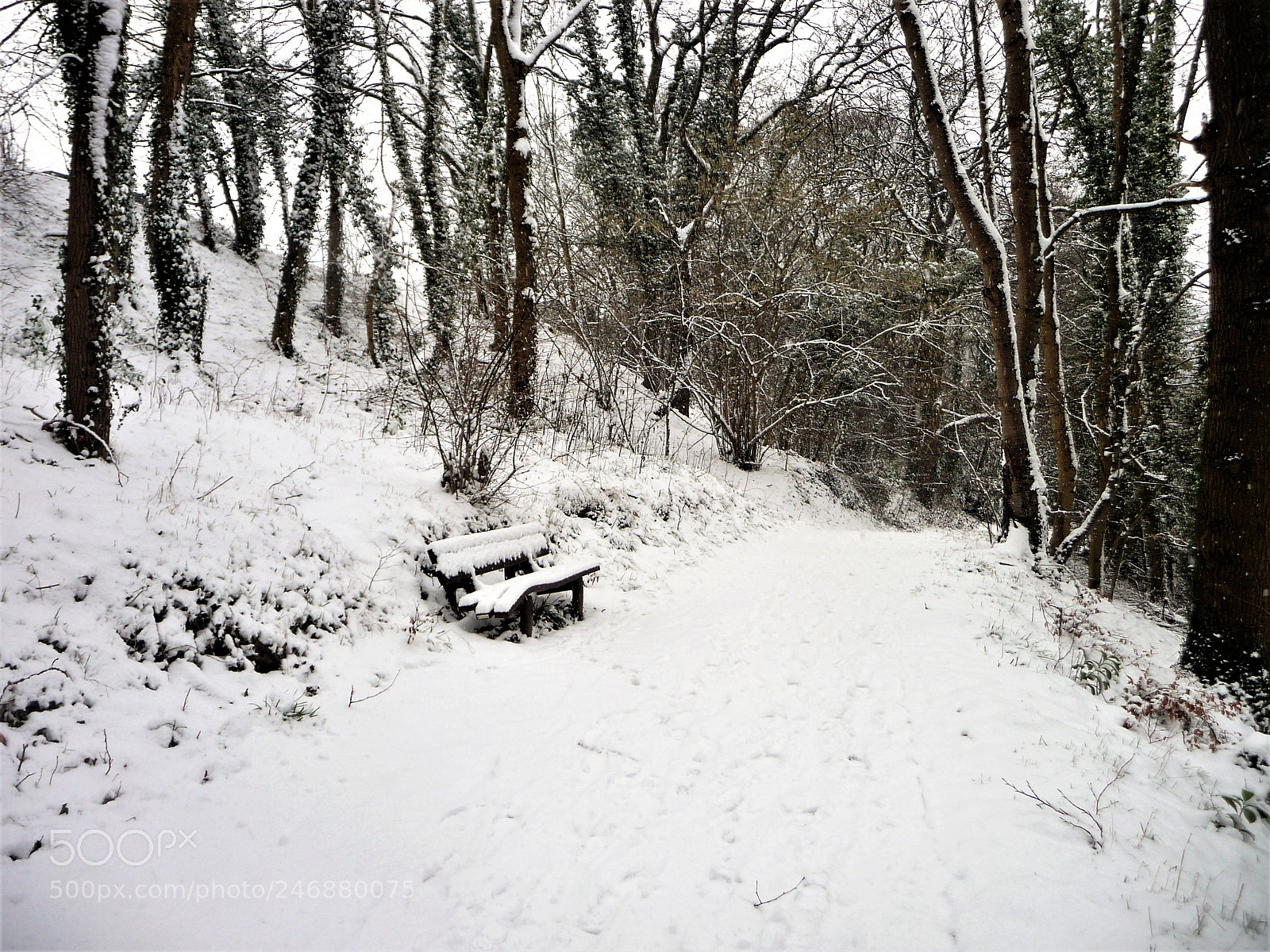 Panasonic Lumix DMC-TZ5 sample photo. Bench in snow photography