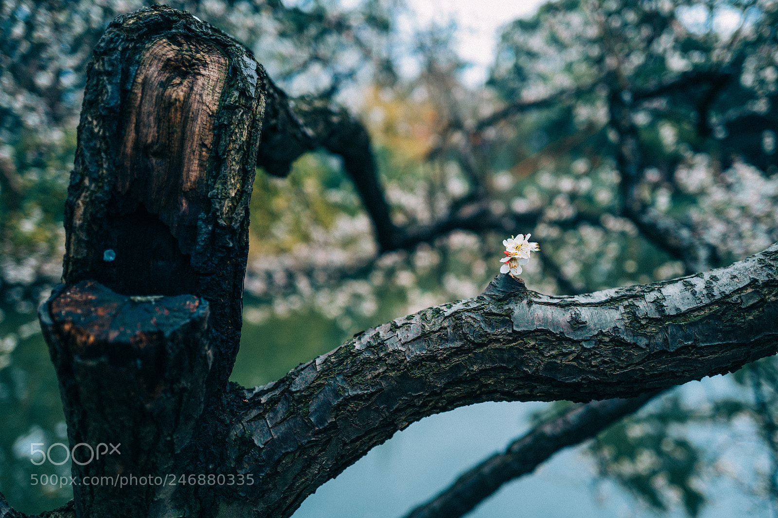 Leica Q (Typ 116) sample photo. Plum blossom photography