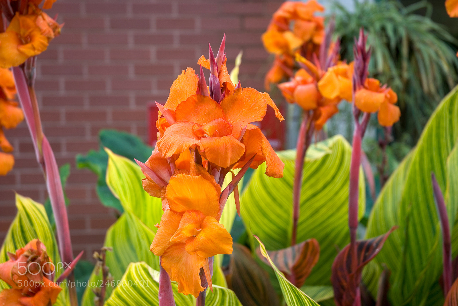 Nikon D80 sample photo. Orange flowers photography