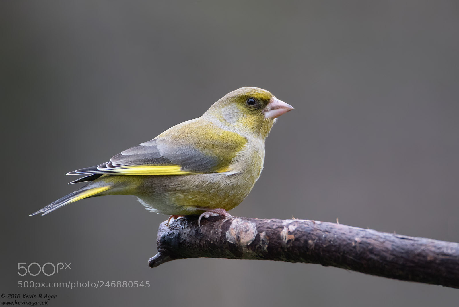 Canon EOS 7D Mark II sample photo. Greenfinch, carduelis chloris photography