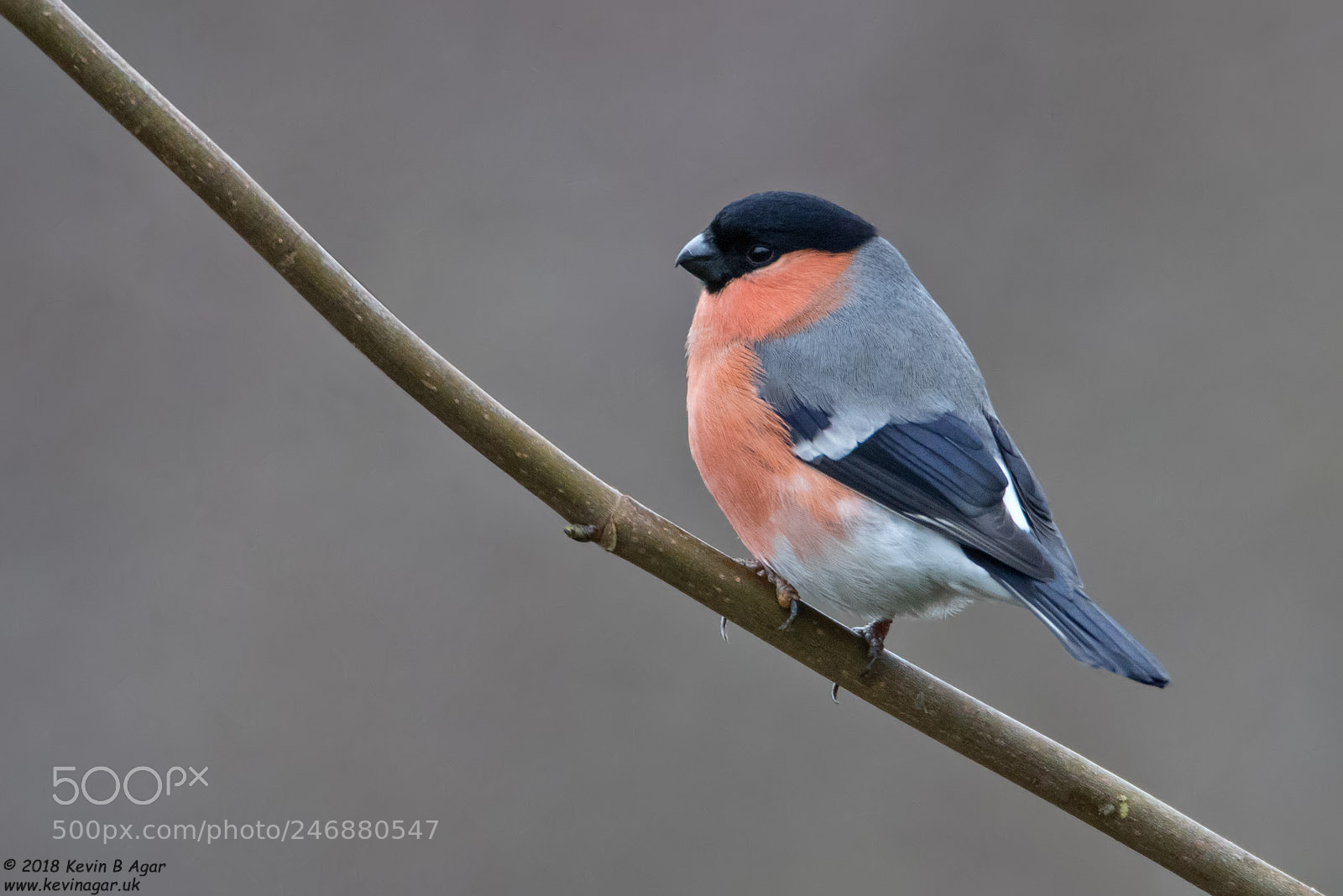 Canon EOS 7D Mark II sample photo. Bullfinch, pyrrhula pyrrhula photography
