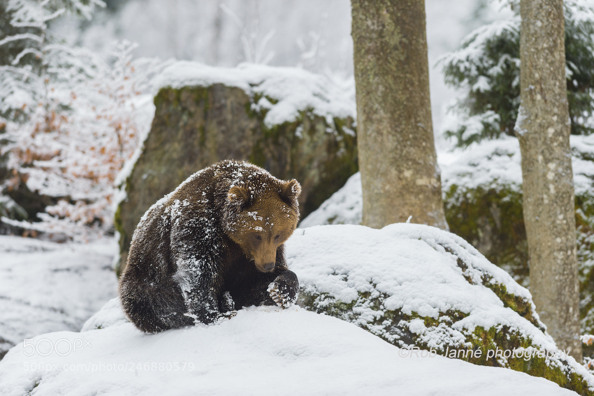 Nikon D4S sample photo. Do i like snow photography