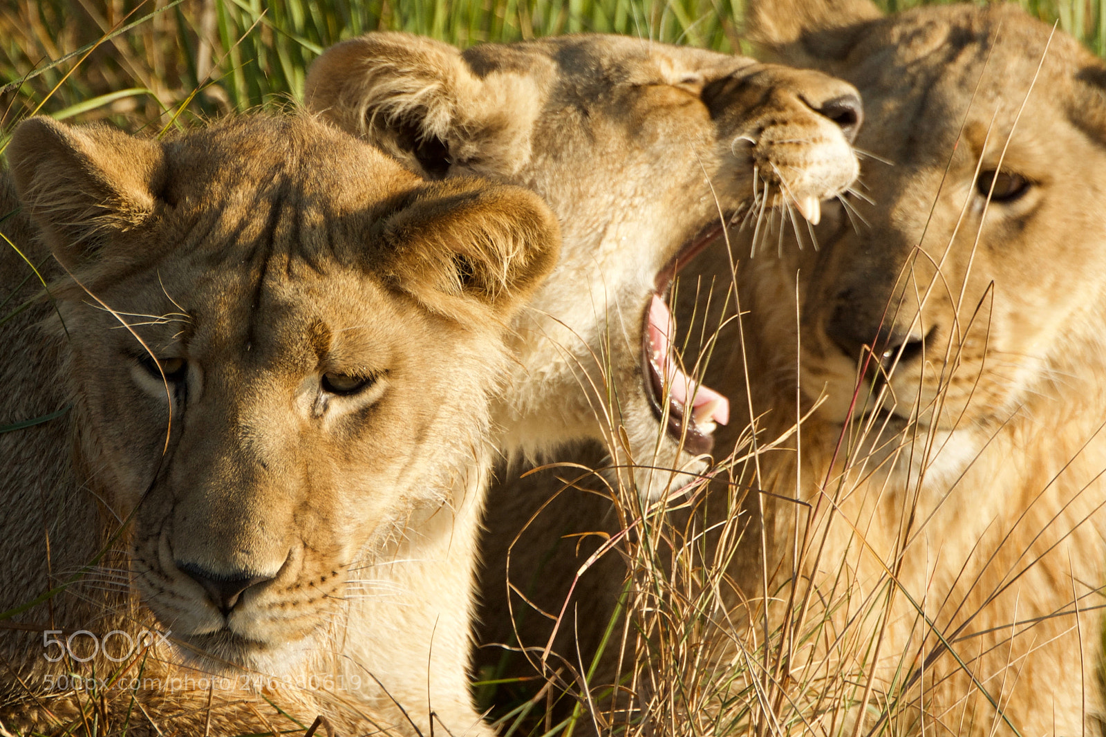 Nikon D7100 sample photo. Mudumu lions photography