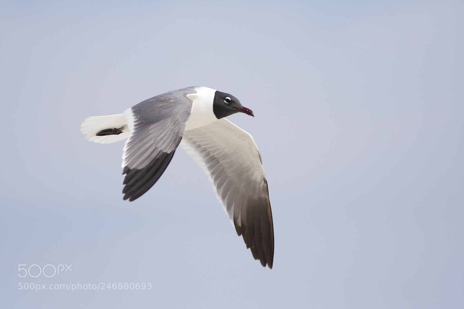 Canon EOS 350D (EOS Digital Rebel XT / EOS Kiss Digital N) sample photo. Laughing gull flying, chincoteague photography
