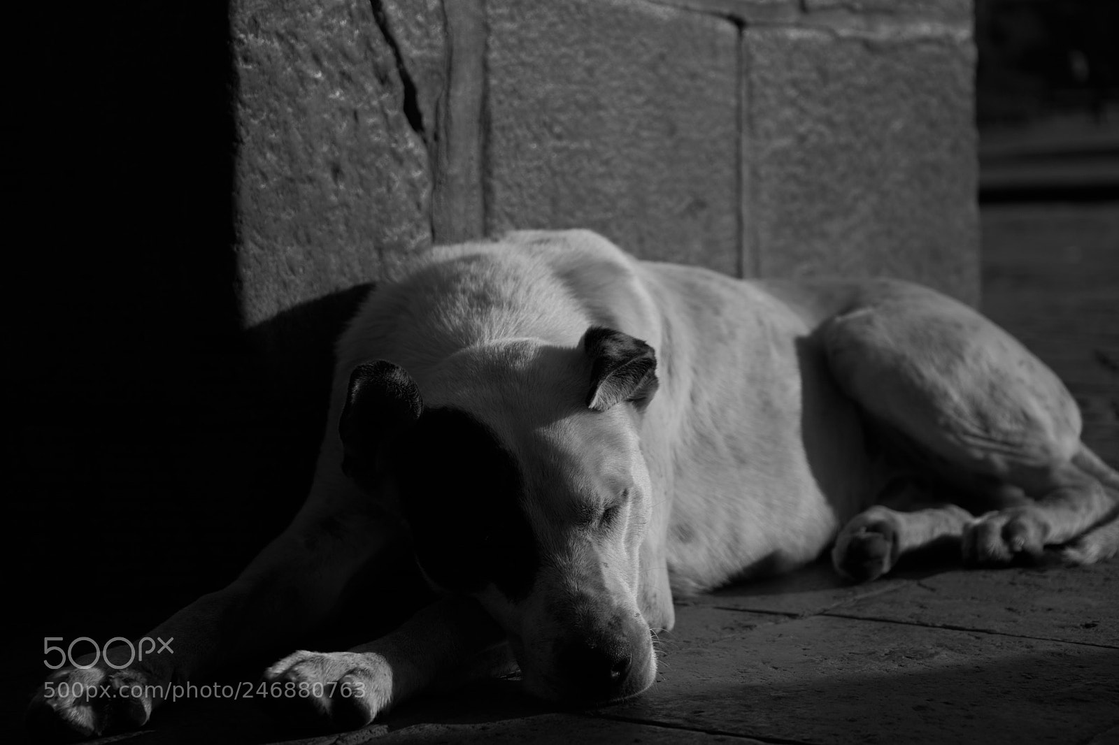 Sony a7 II sample photo. Lonely photography