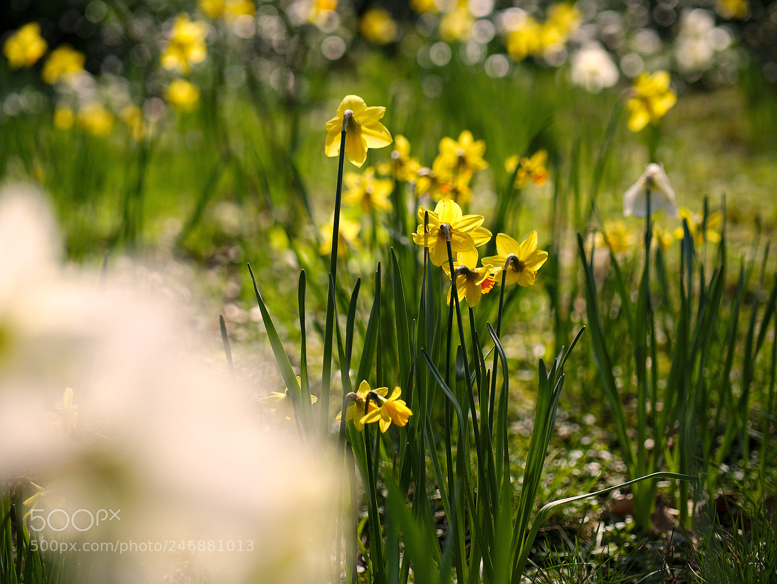 Panasonic Lumix DMC-GX7 sample photo. Spring is coming photography