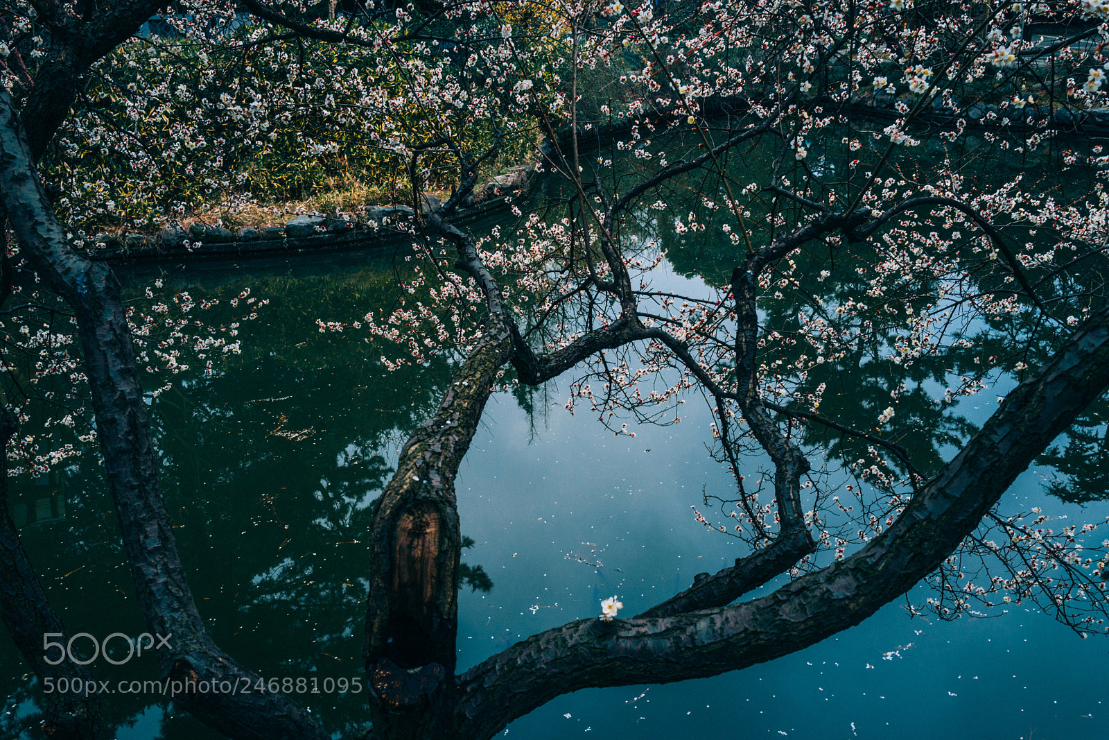 Leica Q (Typ 116) sample photo. Plum blossom photography