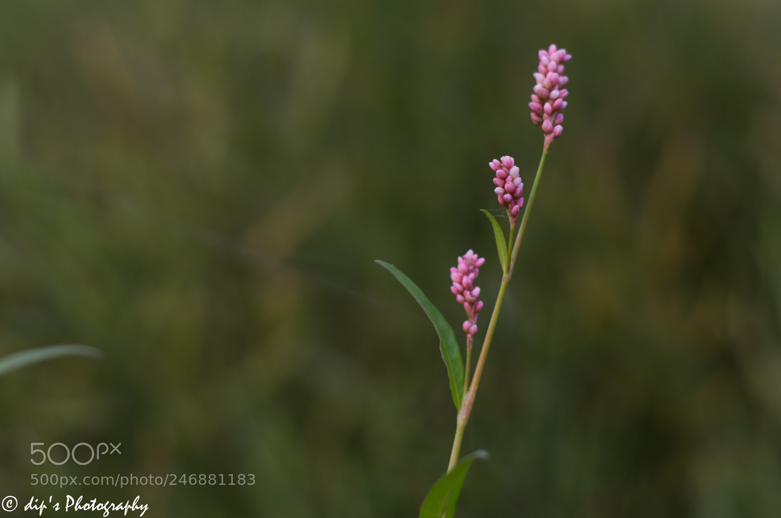 Nikon D5200 sample photo. Steps photography