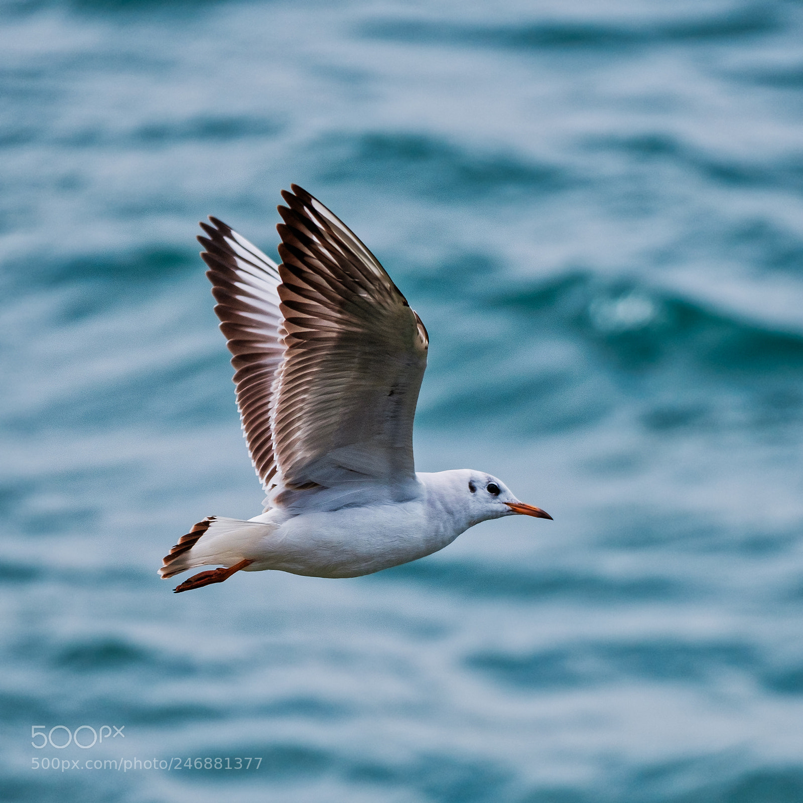 Fujifilm X-T20 sample photo. Flying seagull photography