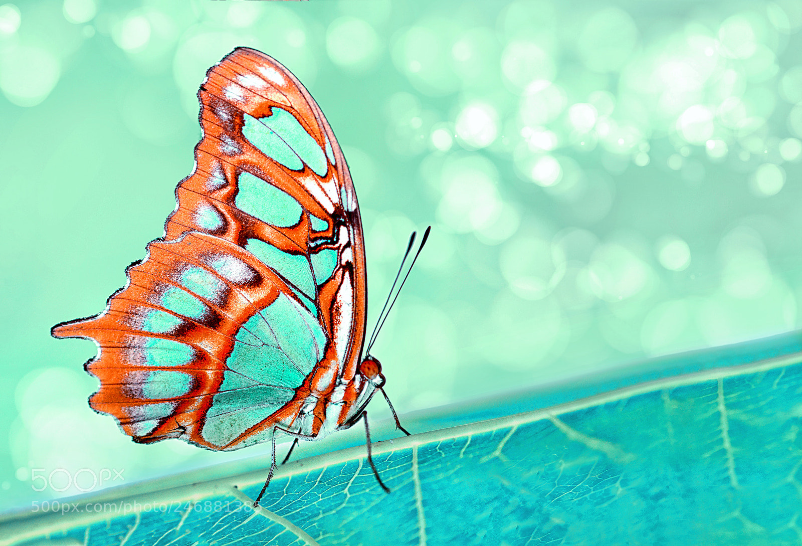 Nikon D7100 sample photo. Malachite photography