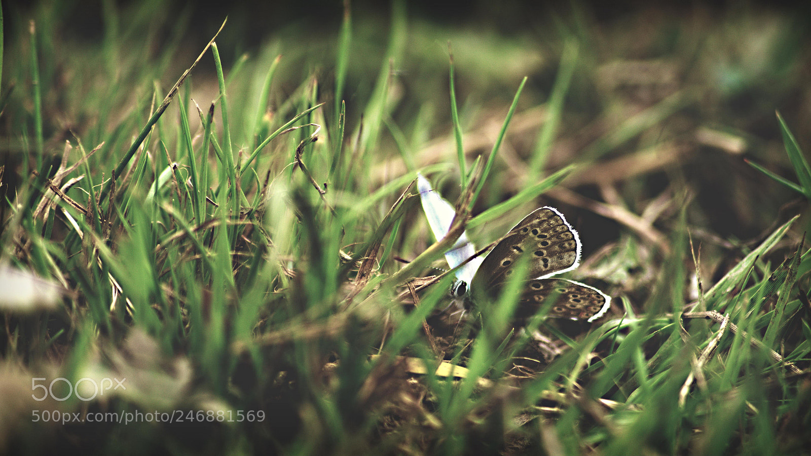Sony ILCA-77M2 sample photo. Untitled photography