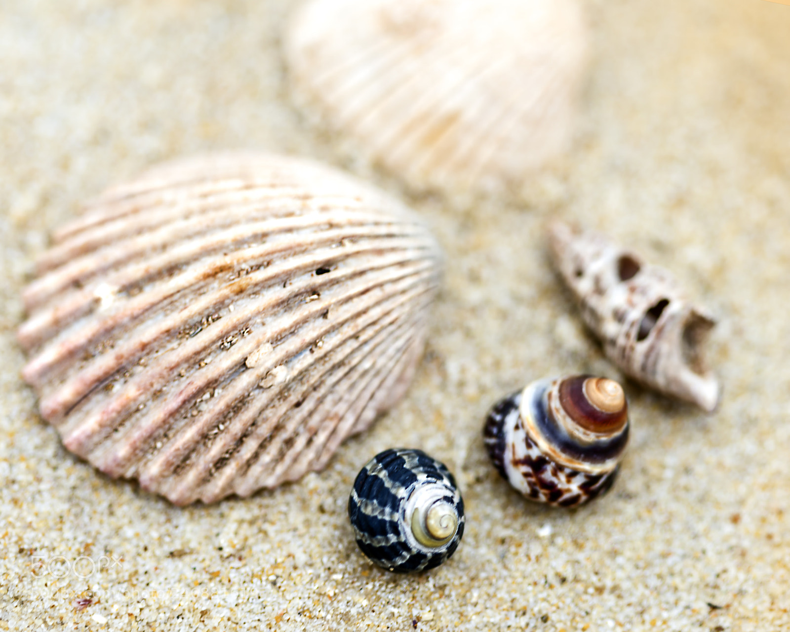 Canon EOS 6D Mark II sample photo. Shells & natuarl patterns photography