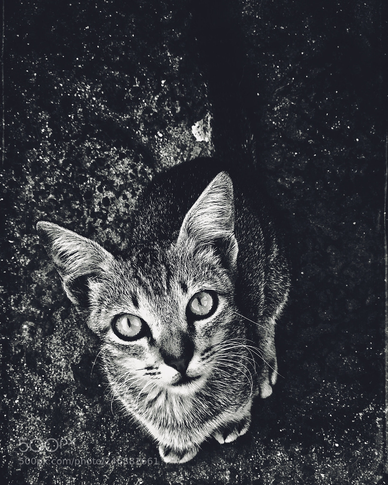Apple iPhone 7 Plus sample photo. Feed me!! photography