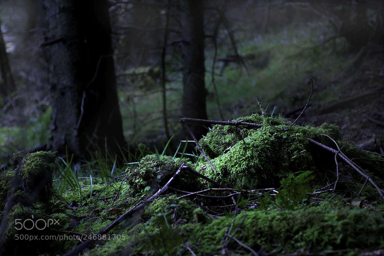 Nikon D7200 sample photo. Ancient dark forest photography