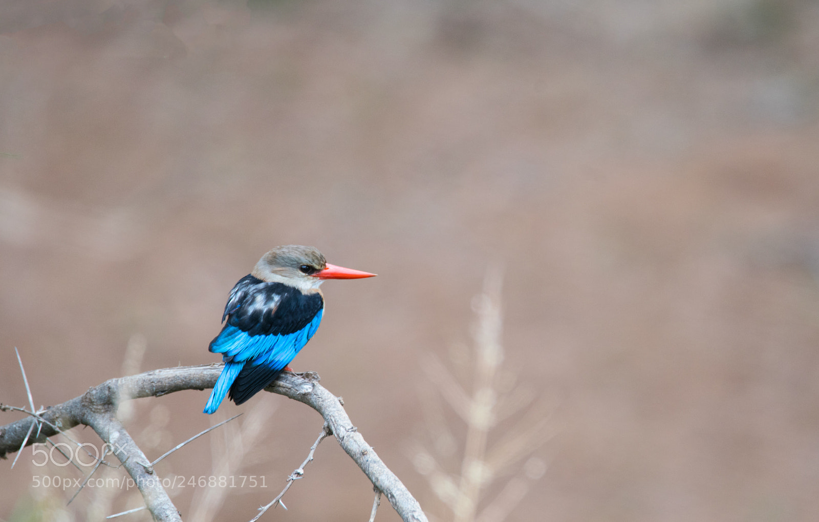 Sony a99 II sample photo. Grey-headed kingfisher photography
