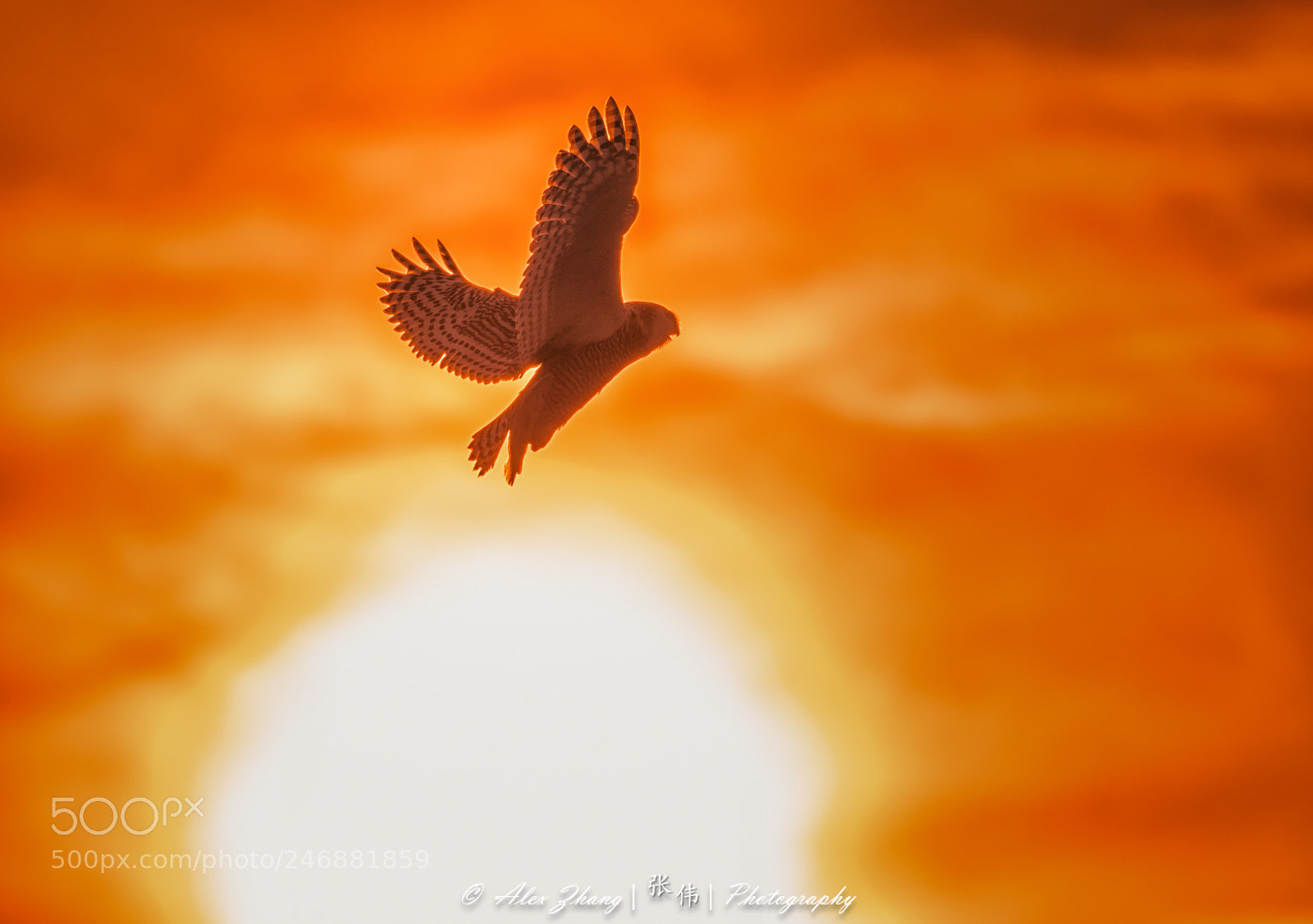 Nikon D500 sample photo. Snowy owl at sunset photography