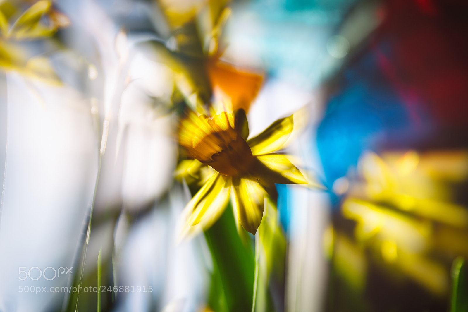 Nikon D5600 sample photo. Narcissus photography