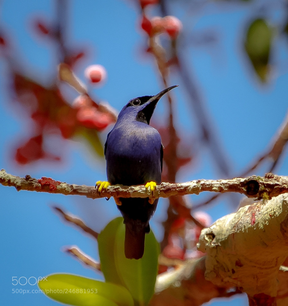 Canon EOS 7D sample photo. Purple honeycreeper cyanerpes caeruleus photography