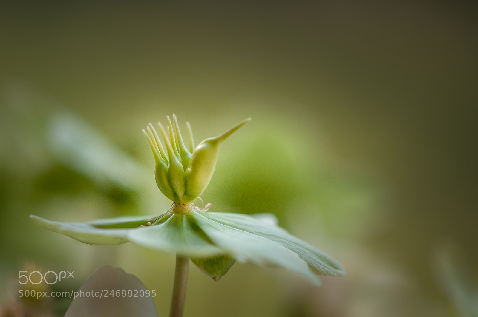 Nikon D300S sample photo. Helleborus photography