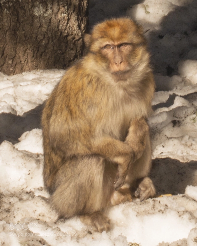 Nikon D800 sample photo. Monkey photography