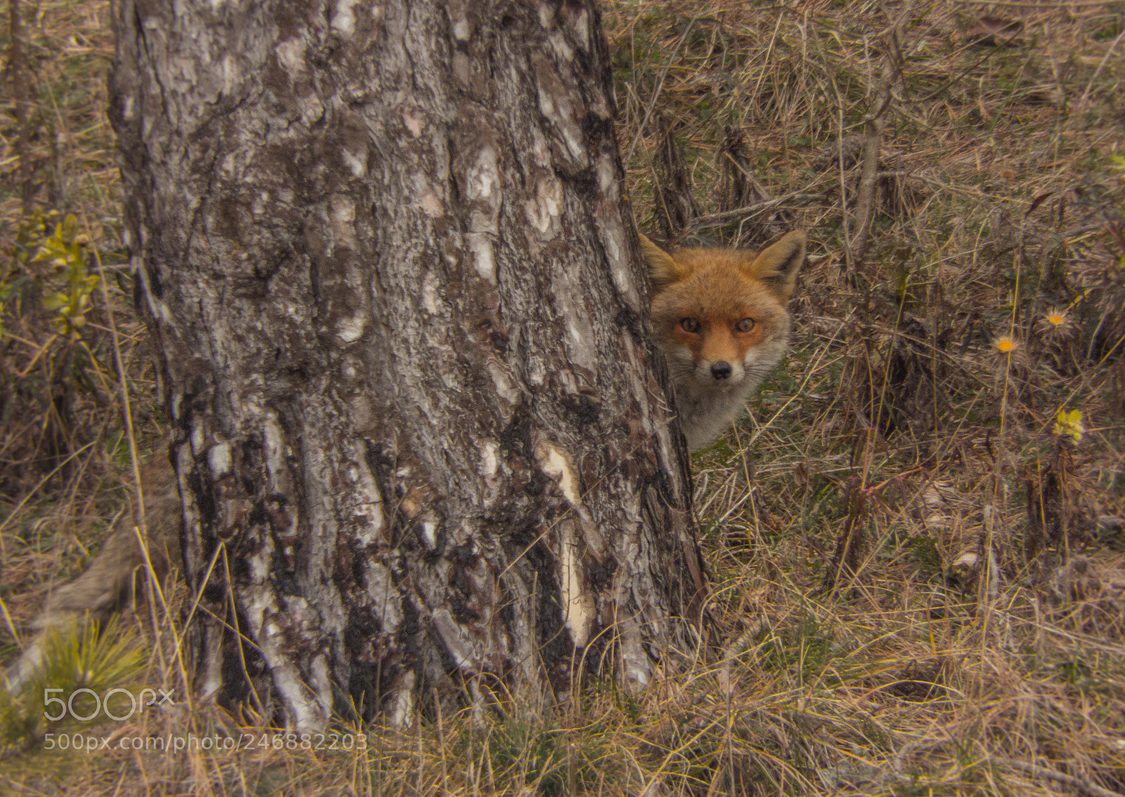 Fujifilm FinePix SL1000 sample photo. Hidden fox photography