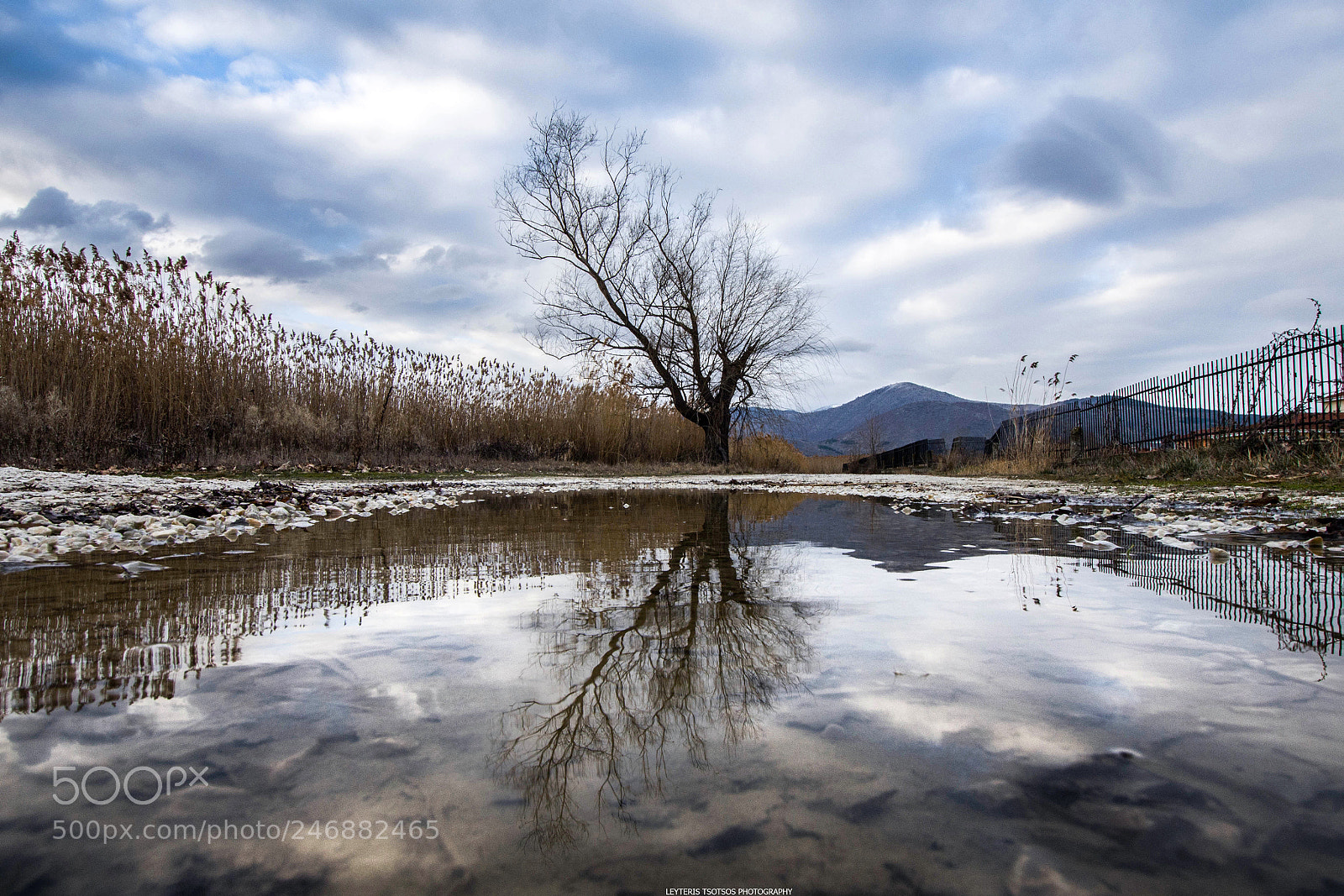 Nikon D7200 sample photo. Tree reflection photography